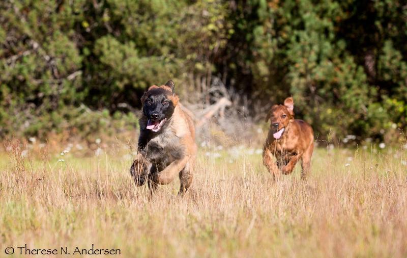 CATCH Hundepass