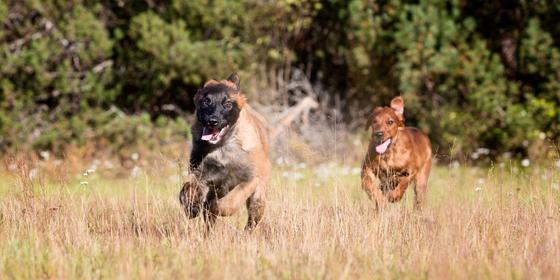 CATCH Hundepass