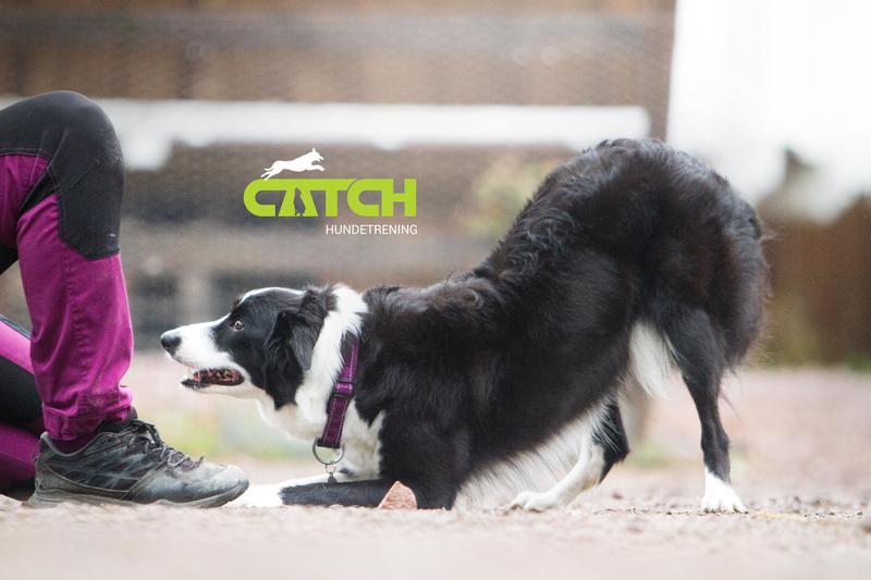 Triksekurs - aktiviseringskurs for hund og eier!