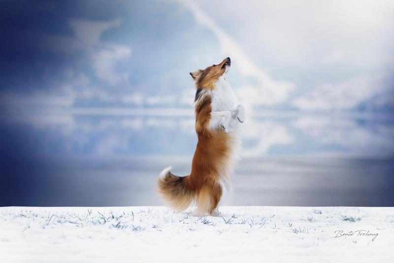 Triksekurs - aktiviseringskurs for hund og eier!