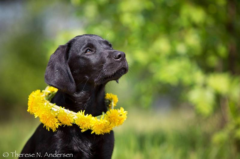 Lydig Familiehund