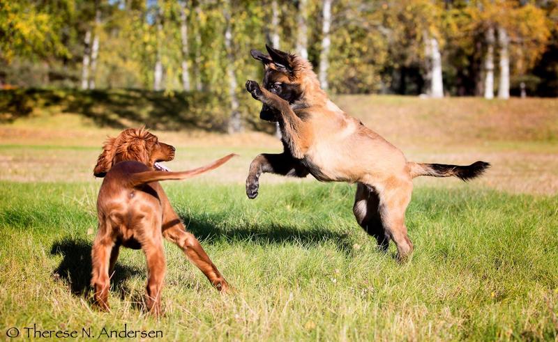 Puppy Power 2, mestringskurs for valper fra 16 uker +