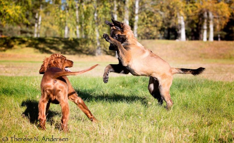 Valpekurs for familiehunden