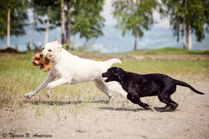 Hverdagslydighetskurs - for deg som vil ha en lydig familiehund!