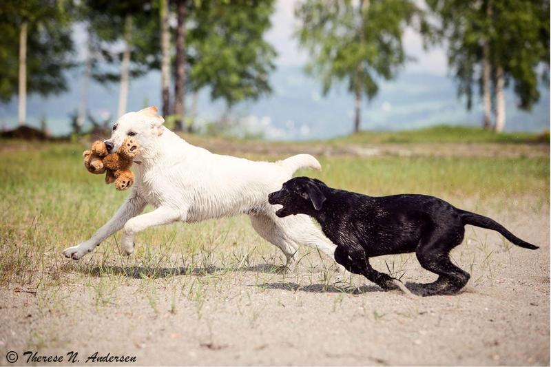 Valp & Unghund