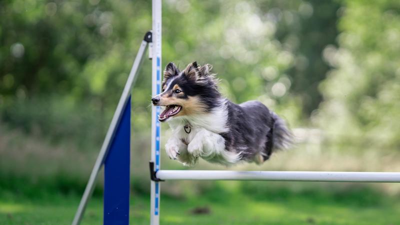 Agility Handling - Bli blåbærklar!