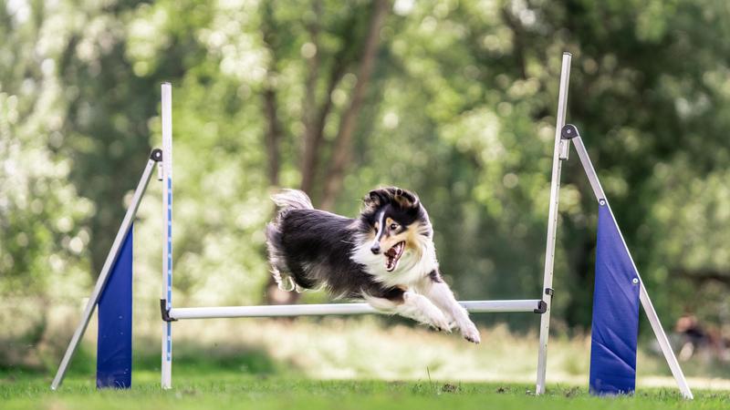 Agility Hinderinnlæring Trinn 2