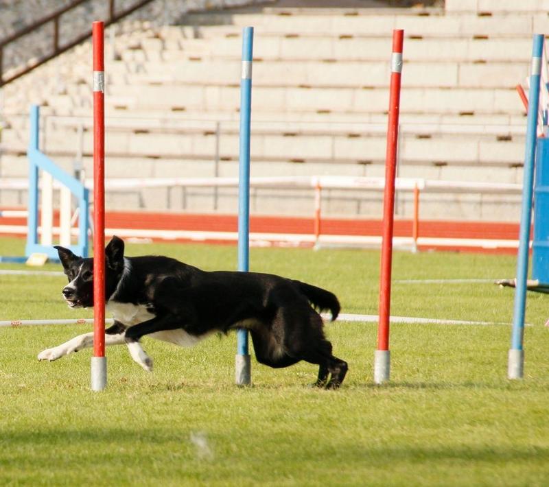 Agility - basisøvelser