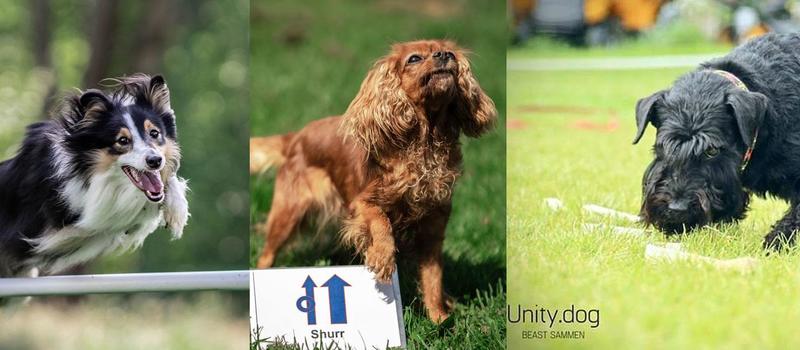 Sommercamp: Gøy med hundesport & søk