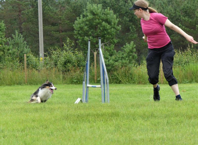 Agility Handling & Felt - Trening & Kurs i ett