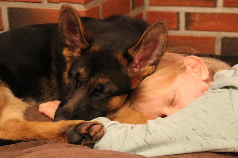 Barn og Hund kurs