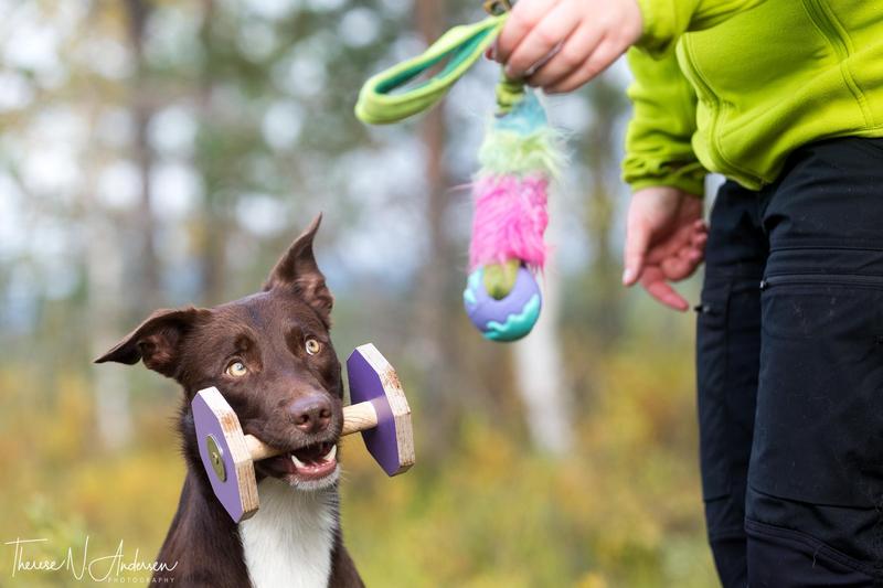Kurs i Konkurranselydighet - For alle klasser og nivåer