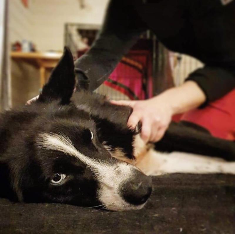 Hundemassasje for hjemmebruk med Alva's Dog Therapy