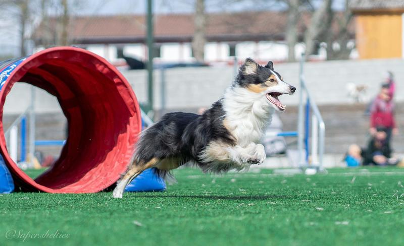 Agility Handling