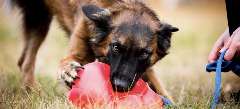 Hundetrenerutdannelse Modul 1