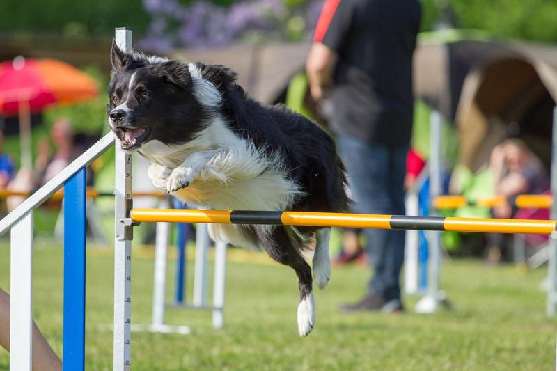 Agility Nybegynnerkurs: Grunnferdigheter - fra start!