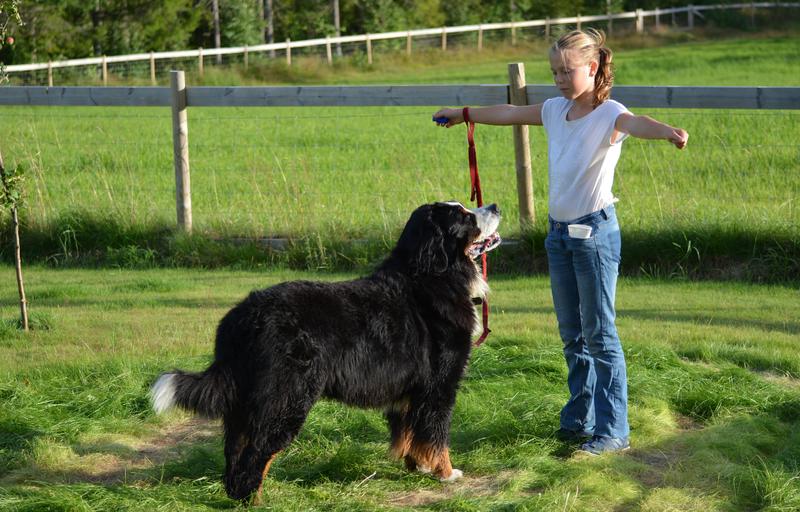 En fem dagers leir for deg som er mellom 6 og 16 år og har interesse for både hund og hest