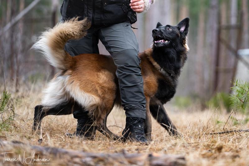 Aktiviseringskurs - Triks, søksøvelser, agility, servicehund