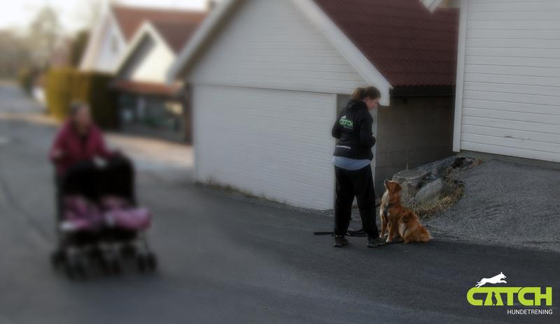 Gå fint i bånd og passeringskurs