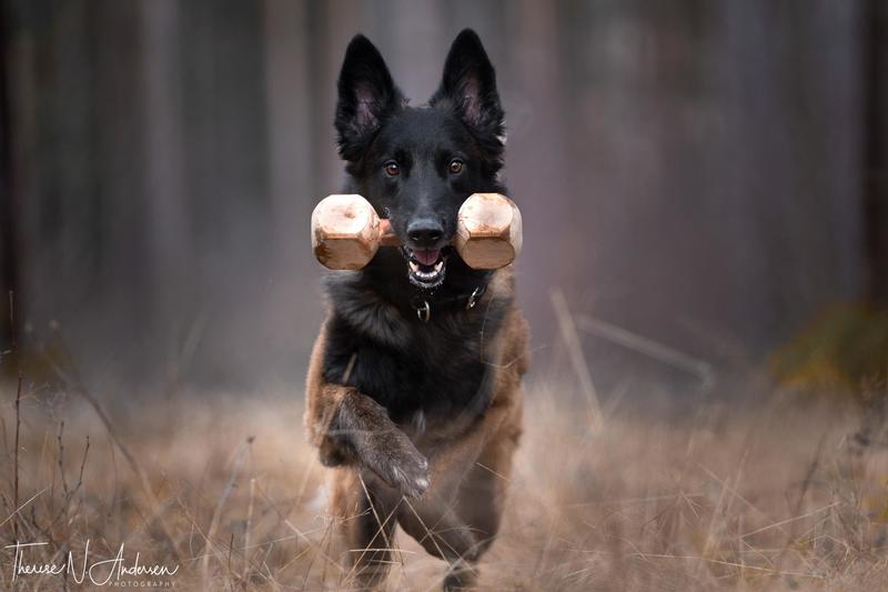 CATCH Treningsgruppe Beste starten - for deg som satser på LP, Rally, Bruks!