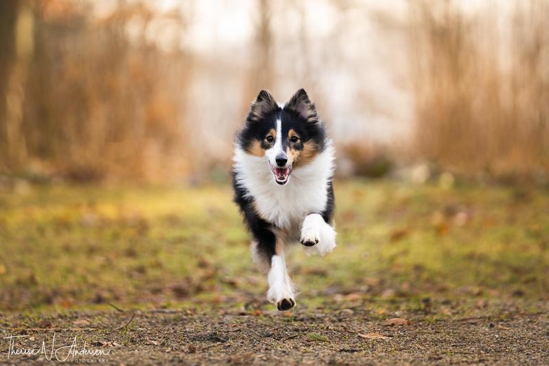 Onlinekurs: Harmonisk Hund