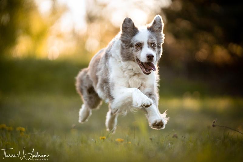 Slik blir du en hundemagnet! Foredrag m/Eva Bodfäldt