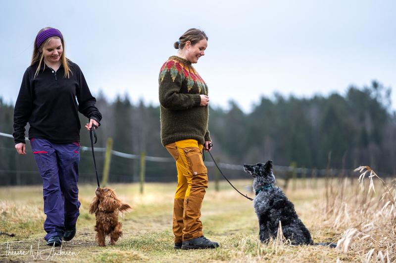 Temakurs: Gå pent i bånd & passeringstrening
