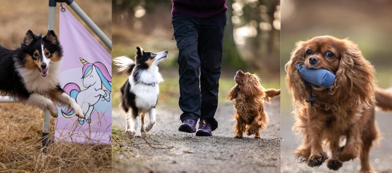 Sommercamp: Gøy med hund & hundesport - Videreutvikling