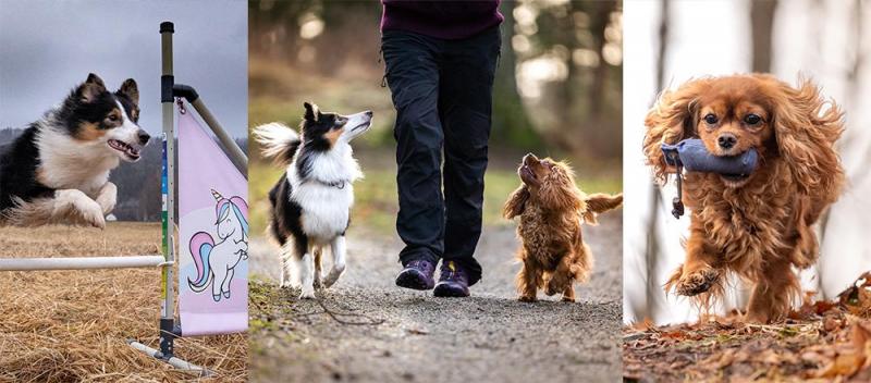 Sommercamp: Gøy med hund & hundesport