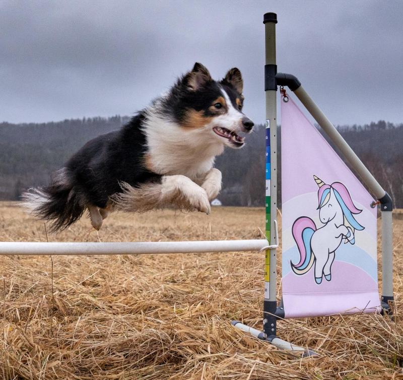 Agility Hinderinnlæring Trinn 1