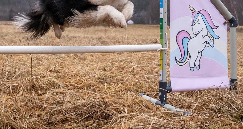 Agility Hinderinnlæring