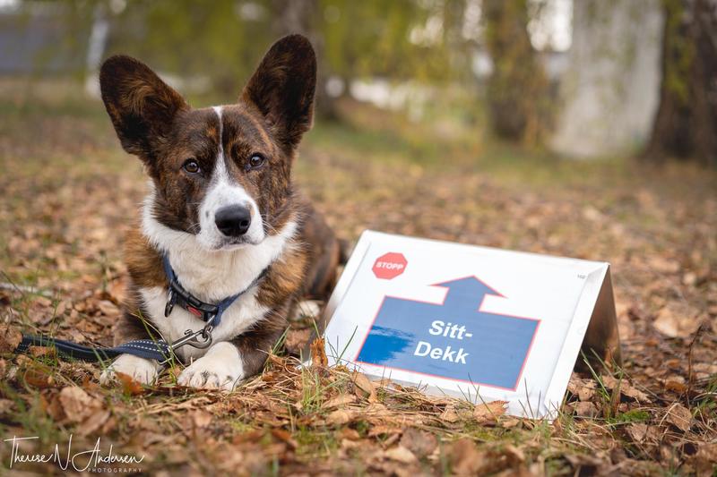 Rallylydighet nybegynnerkurs - De viktige grunnferdighetene!