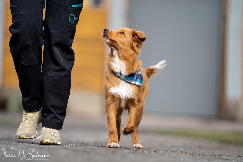 Gå pent i bånd og passeringstrening