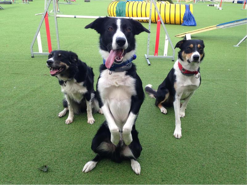 Agility
