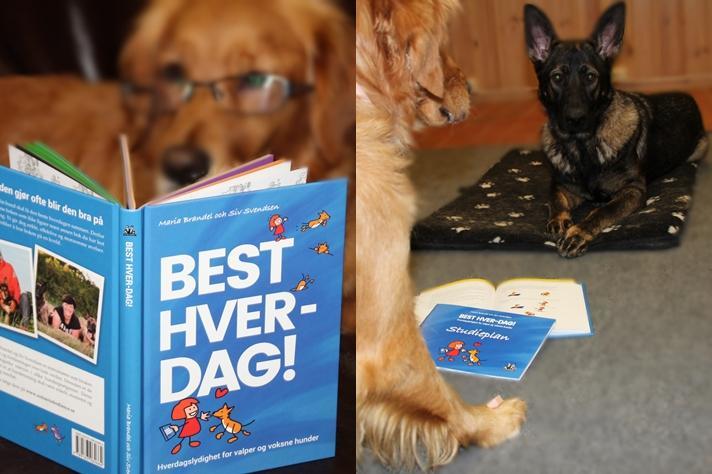 Hverdagslydighetskurs - BEST HVER-DAG!