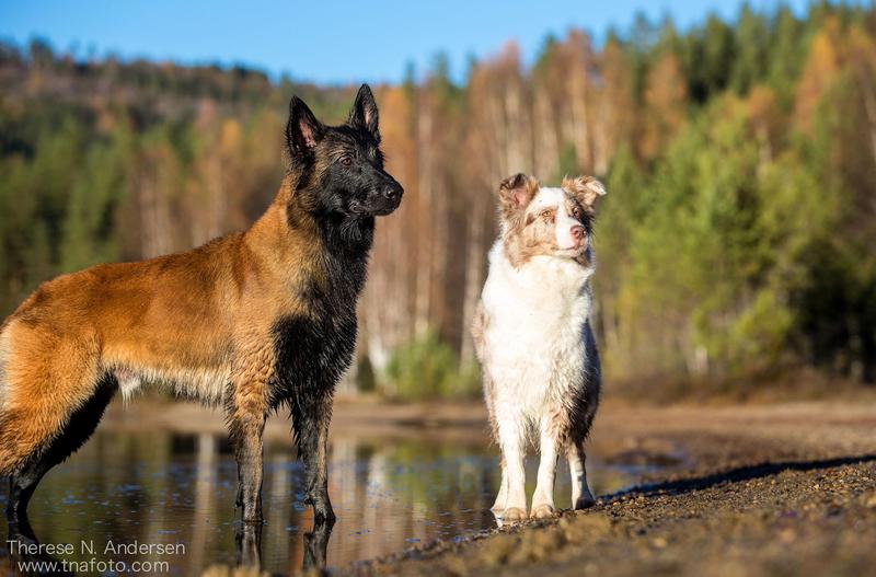 Passering med hund
