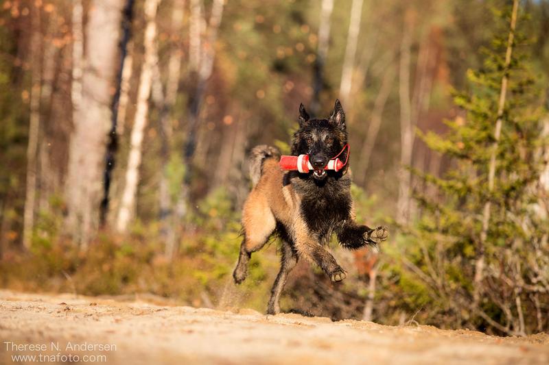 CATCH Instruktørutdanning 2019