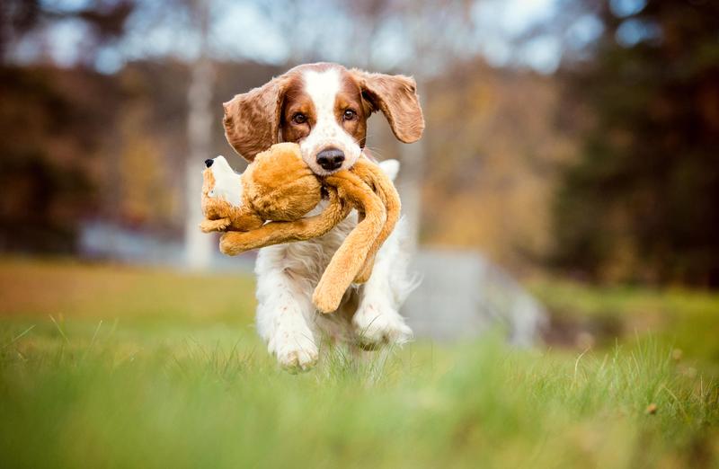 Minikurs: Aktivisering med hund