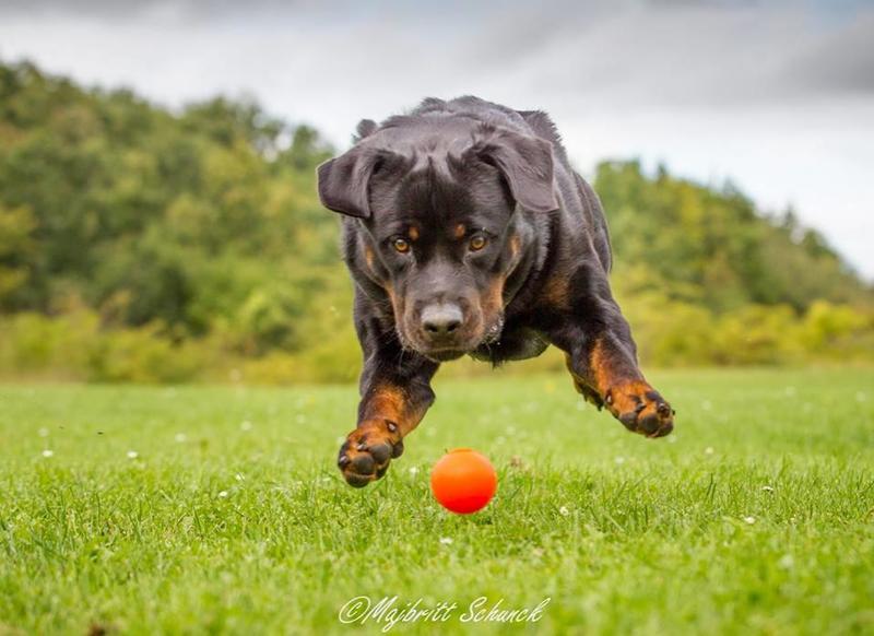 Aktivisering og mestringskurs; Morsomt for hund og eier!