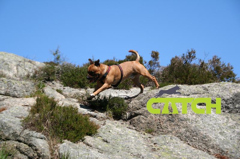 Kom i gang med å jogge sammen med hunden din!