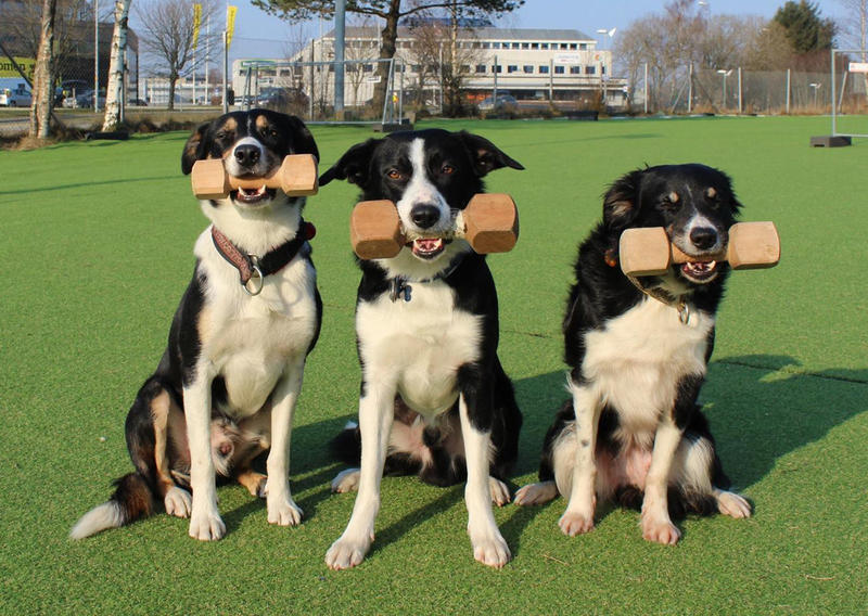 Treningsgrupper