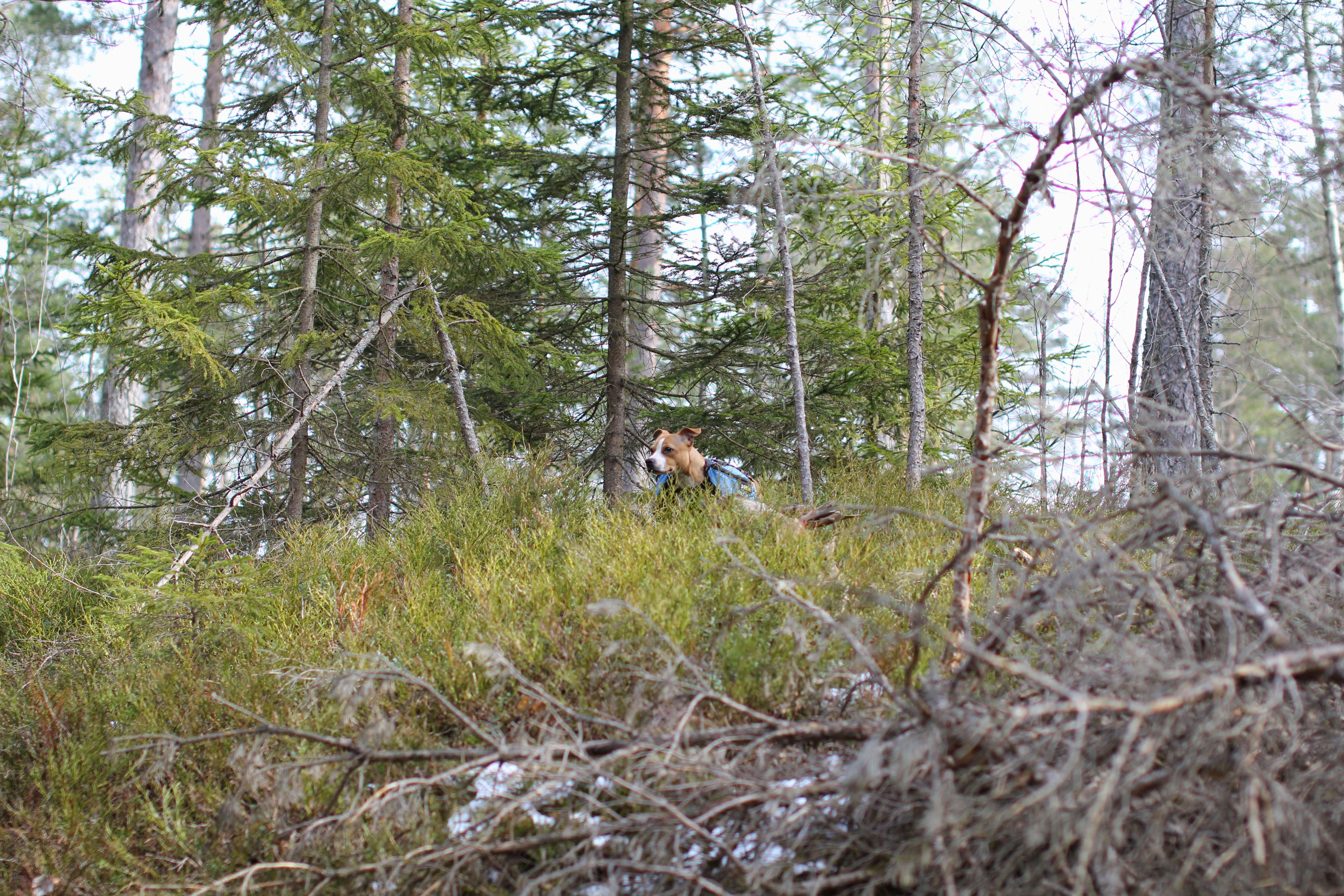 Gaffa i lyngen